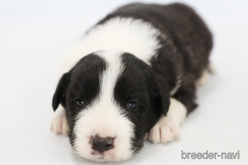 成約済の神奈川県のボーダーコリー-310800の5枚目